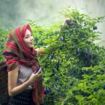 agriculture, cambodia, culture-1807549.jpg